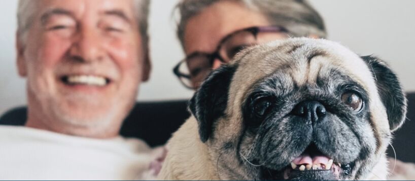 foto hond 